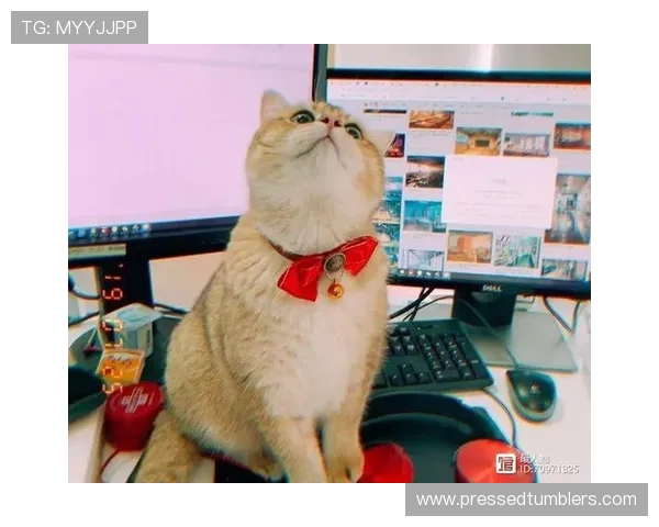 K8真人娱乐vip平台全面升级，带来极致的游戏体验与丰富的VIP专属福利