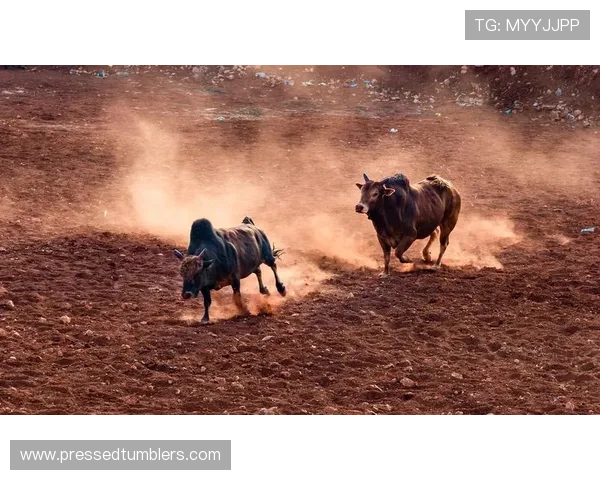 真人斗牛网址推荐让你轻松体验高品质线上斗牛娱乐的最佳平台选择